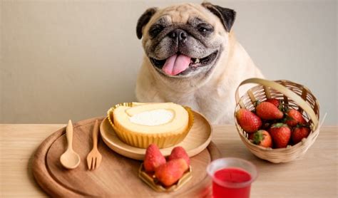 Best dog food for pugs. Things To Know About Best dog food for pugs. 